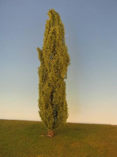 Pyramidenpappel (GS) Sommer,